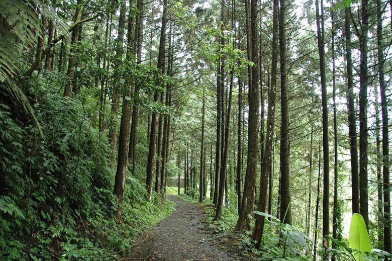 烏石坑林道清新自然且林相完整。(黃士元_攝)