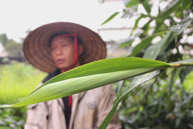 在李文發眼裡，「竹葉」也是個寶（攝影_賴郁薇）