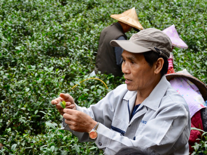 今年不論採茶工或是製茶師傅都非常搶手，間接影響製茶流程。攝影／湯立成