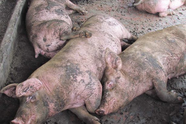 猪只於缺水后会可能会出现严重的「盐中毒」症状,例如精神不佳,反应