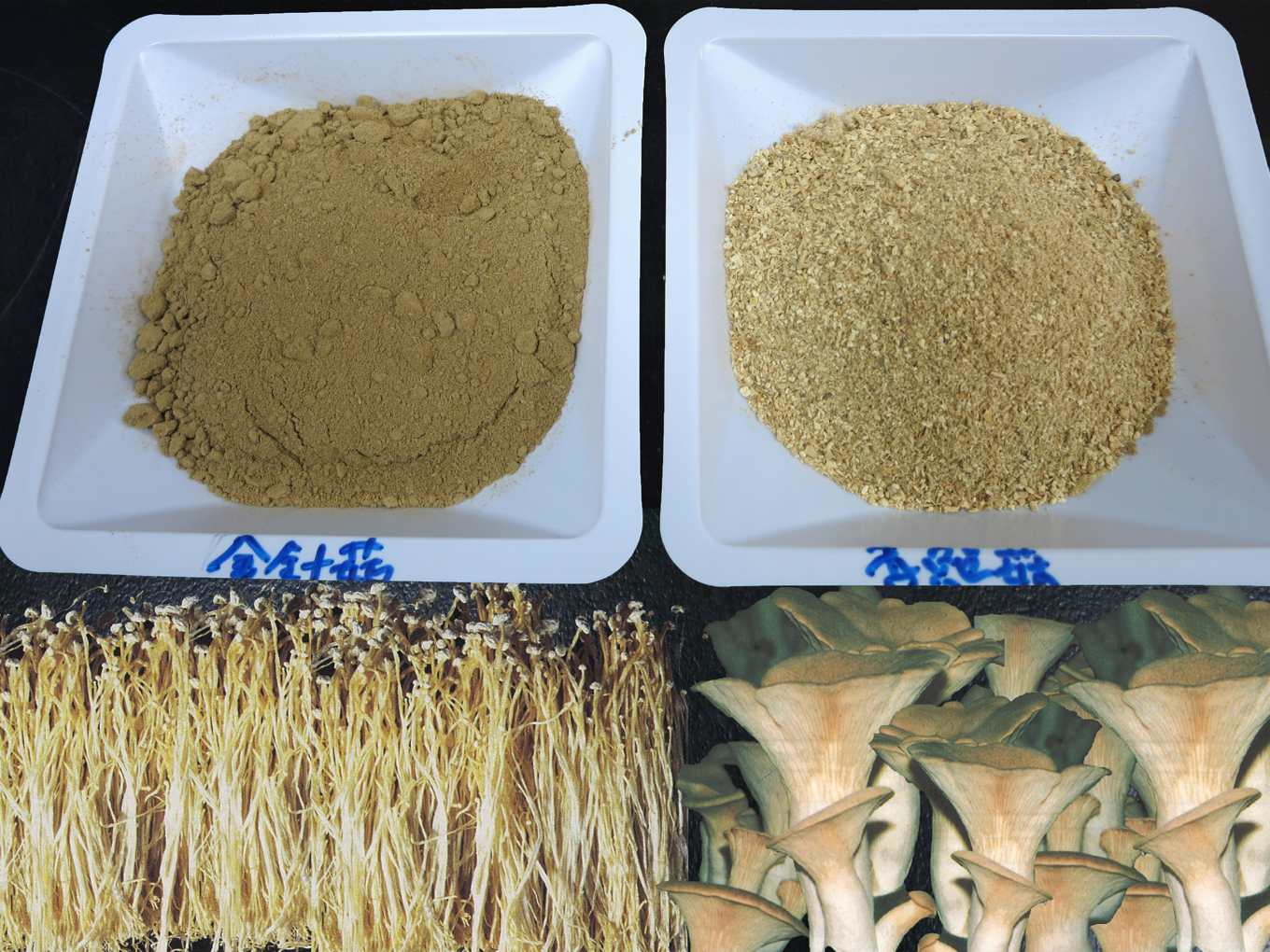 金針菇與杏鮑菇飼料原料粉末(圖片提供/畜試所)