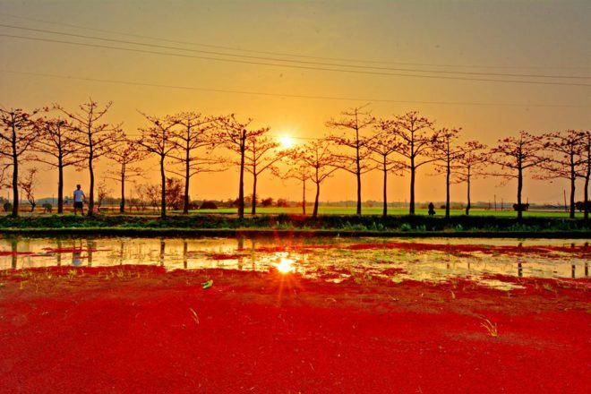 木棉道+夕陽紅