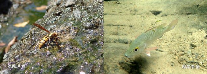 溪流管家-黃長腳蜂、銀紋笛鯛幼魚