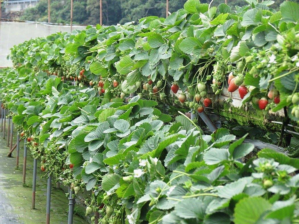 農試所推整合性管理技術 草莓種植免農藥(圖片提供/農試所)