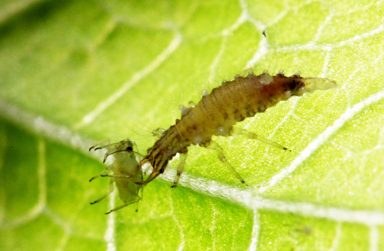 基徵草蛉幼蟲吃蚜蟲(圖片提供/苗改場生物防治分場)