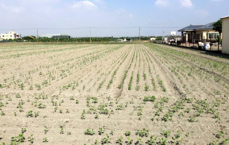 紅豆播種量每公頃70公斤幼苗期田間生育情形