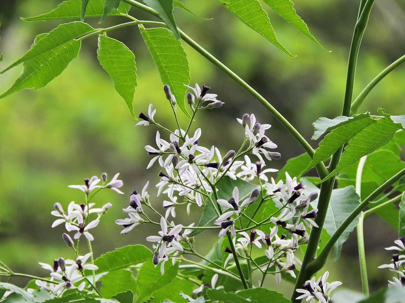 別讓蜜蜂挨餓 茶樹少 龍眼荔枝缺花 蜂群需更多蜜源植物安身 上下游news Market