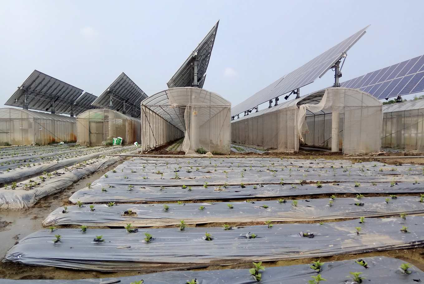 仙草與太陽光電win Win 桃園青農結合雲林光電場 代耕烘焙仙草茶 上下游news Market