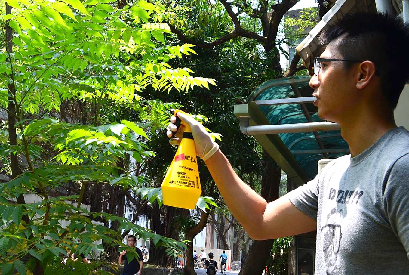 [問題] 龍眼樹有荔枝椿象