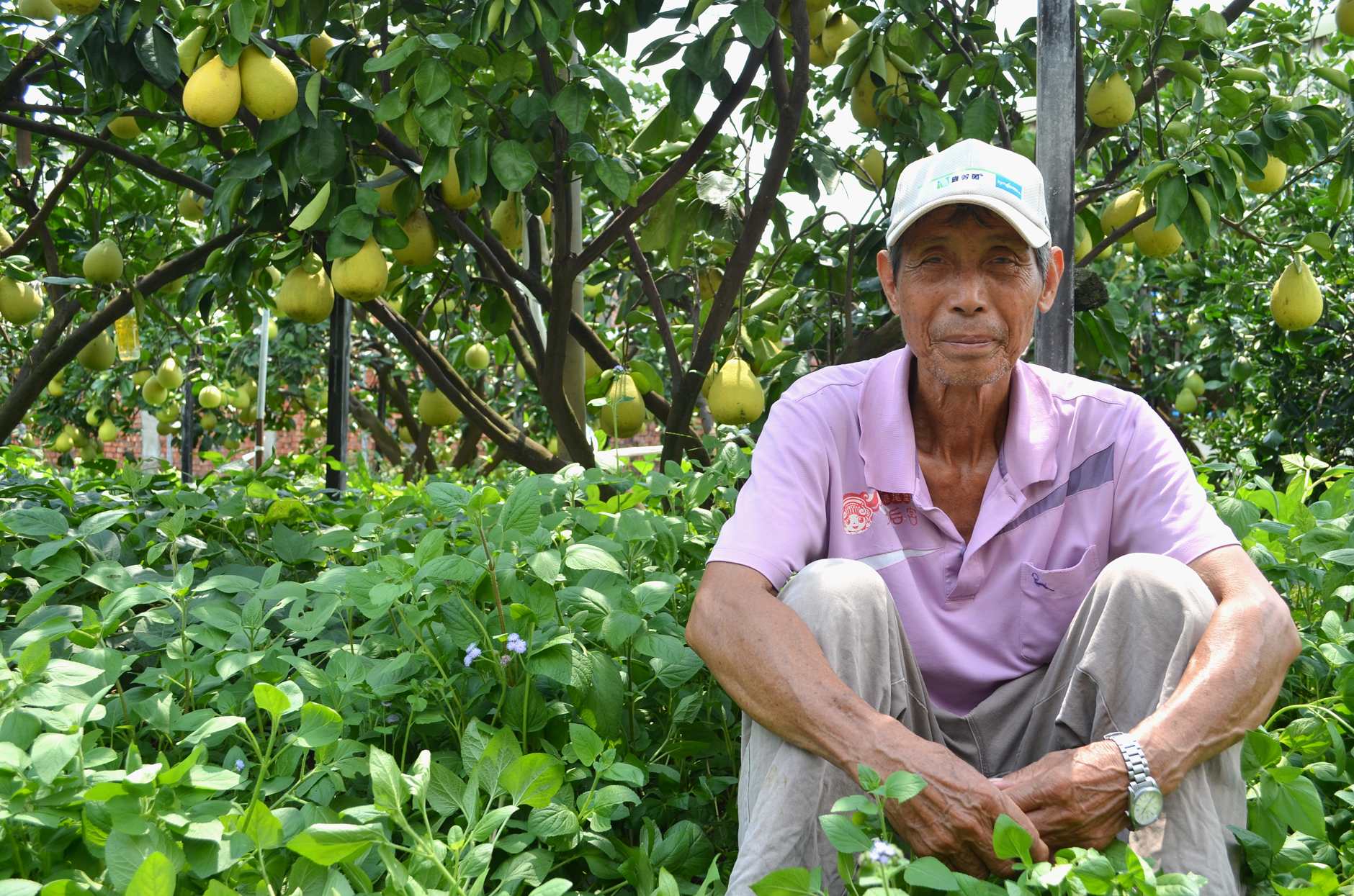 令人驚艷的台南文旦果園 半數柚農草生栽培 綠意盎然果實加倍甜美 上下游news Market 令人驚艷的台南文旦果園 半數柚農草生栽培 綠意盎然果實加倍甜美 上下游news Market