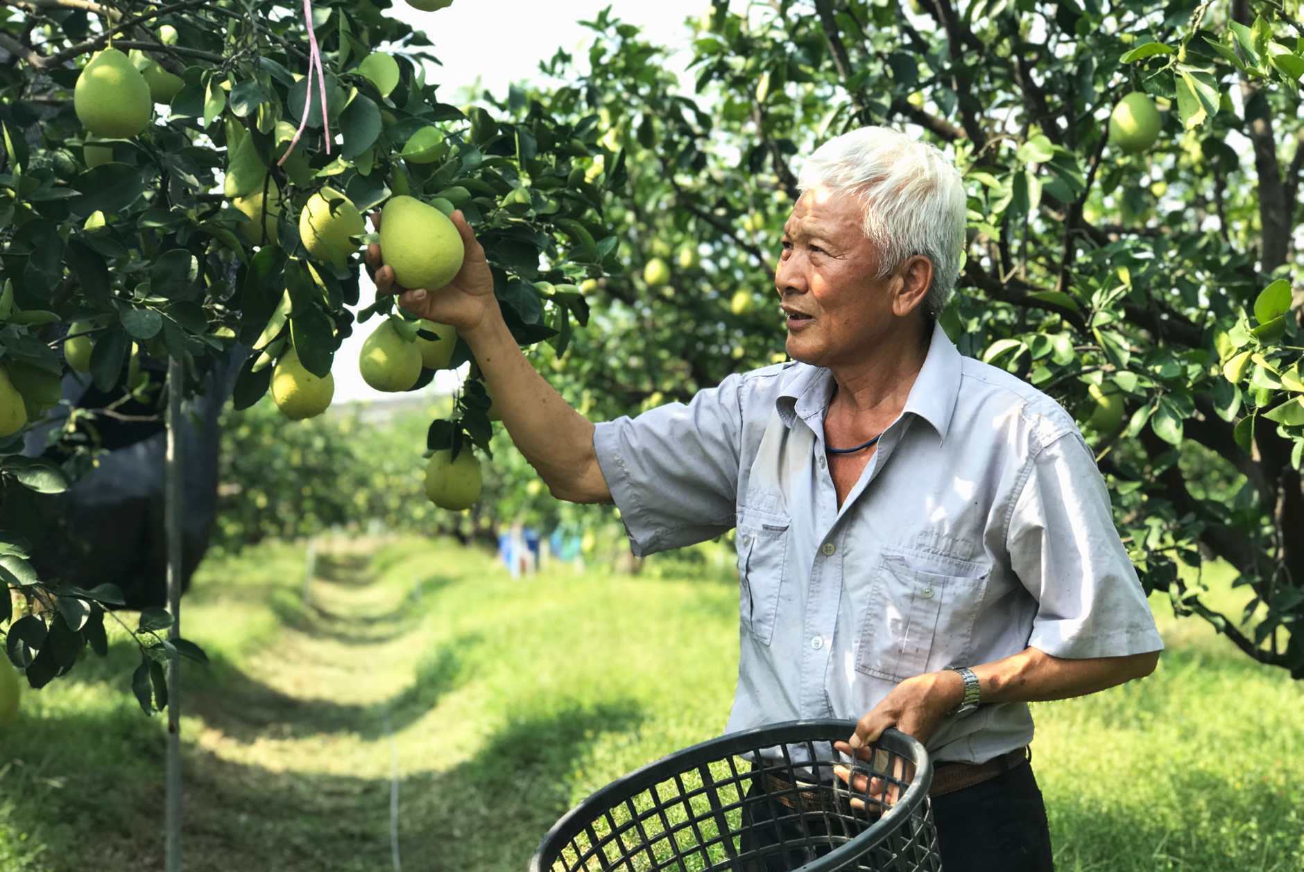 令人驚艷的台南文旦果園 半數柚農草生栽培 綠意盎然果實加倍甜美 上下游news Market