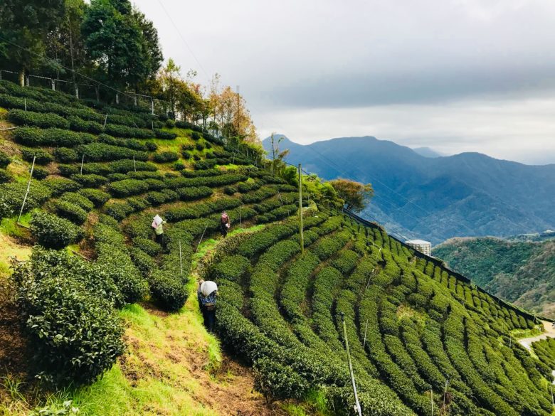 以琳茶園