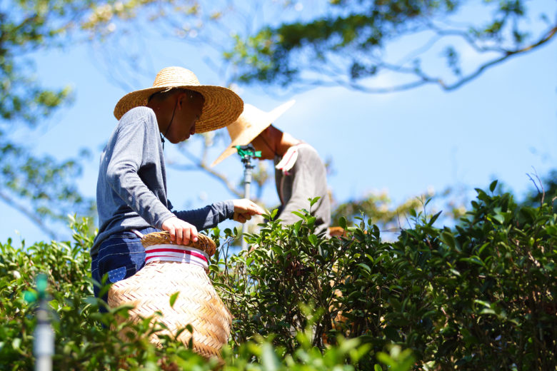 谷芳茶園