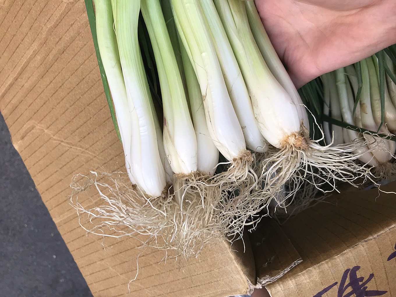 四季蔥粉蔥北蔥,你吃到的是哪種蔥?三星蔥白為何特別長?專家教你挑蔥 | 上下游News&Market