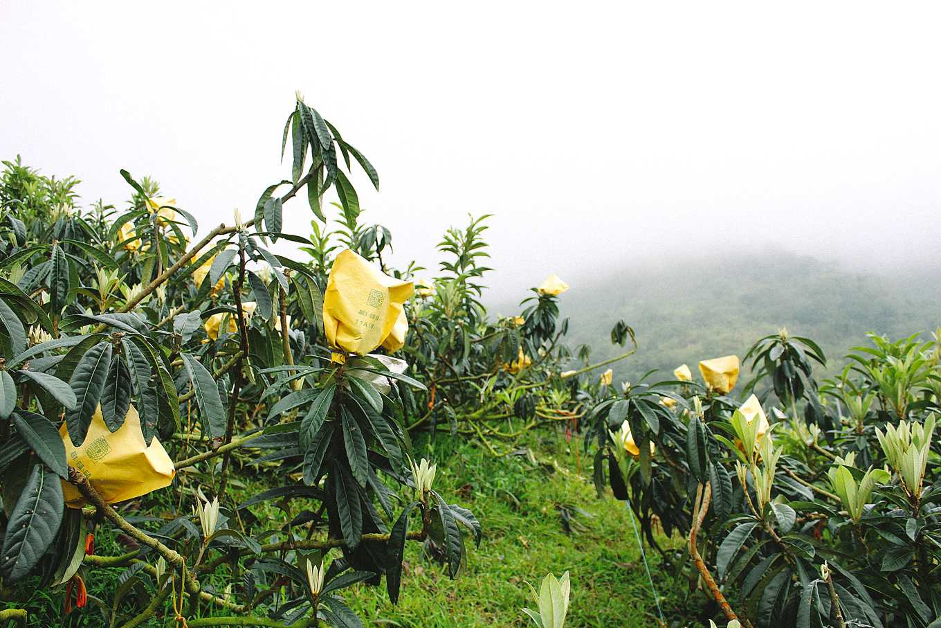山豬枇杷之斜槓人生 半夜三點起來拚 不用農藥枇杷依然嬌嫩 上下游news Market