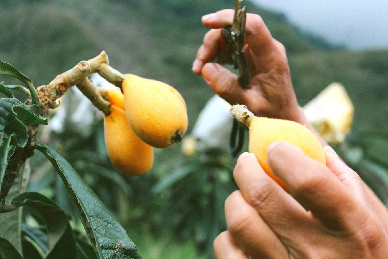 山豬枇杷之斜槓人生 半夜三點起來拚 不用農藥枇杷依然嬌嫩 上下游news Market