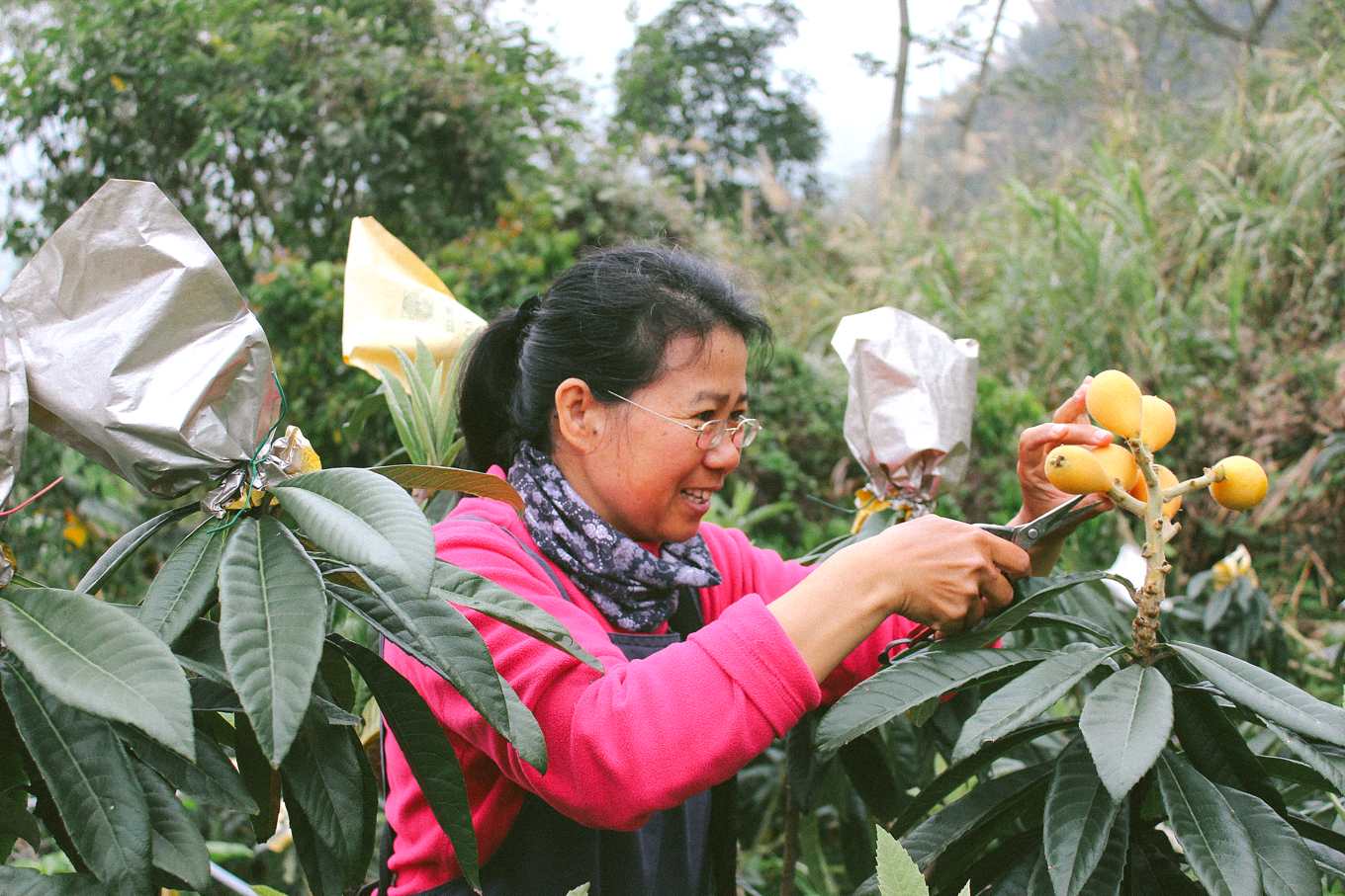 山豬枇杷之斜槓人生 半夜三點起來拚 不用農藥枇杷依然嬌嫩 上下游news Market