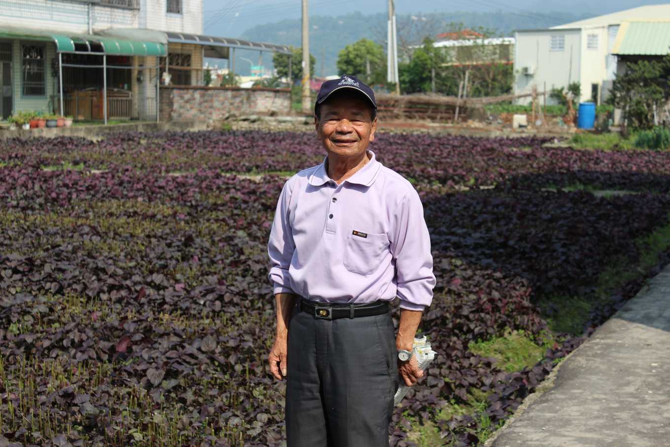 紫蘇百搭卻不容易買 炒雞肉燉魚美味 當中藥也能提煉精油 深具發展潛力 上下游news Market 紫蘇百搭卻不容易買 炒雞肉燉魚美味 當中藥也能提煉精油 深具發展潛力 上下游news Market