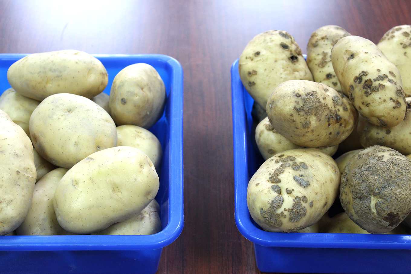 馬鈴薯美夢成真 滿身瘡痂變成小鮮肉 就靠枯草桿菌lnp 1 上下游news Market 馬鈴薯美夢成真 滿身瘡痂變成小鮮肉 就靠枯草桿菌lnp 1 上下游news Market