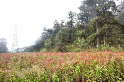 裡山塾產地旬味GO!大雪山春筍3