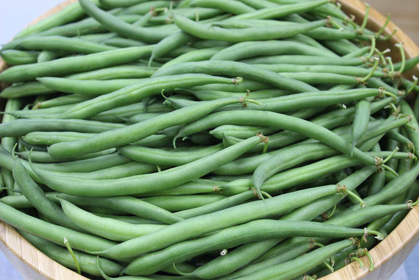 矮性菜豆志氣高 追隨毛豆成銷日新星 栽培切記 冷涼卡好 上下游news Market