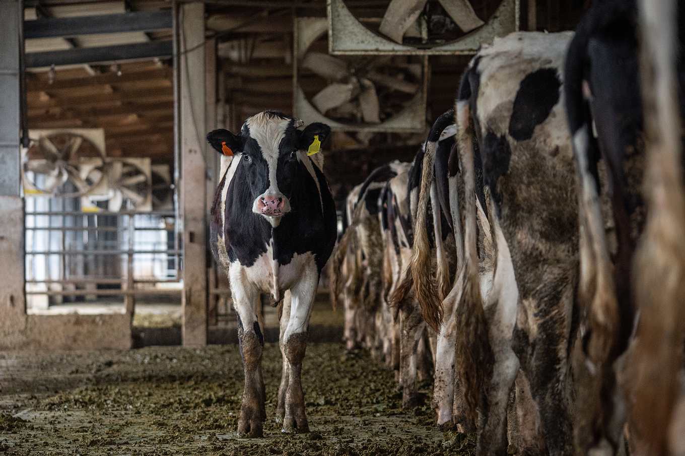 動社揭露 五成乳牛飼育出現熱緊迫 乳房炎等 呼籲制訂福利規範 乳業協會 僅少數個案 上下游news Market 動社揭露 五成乳牛飼育出現熱緊迫 乳房炎等 呼籲制訂福利規範 乳業協會 僅少數個案 上下游news Market
