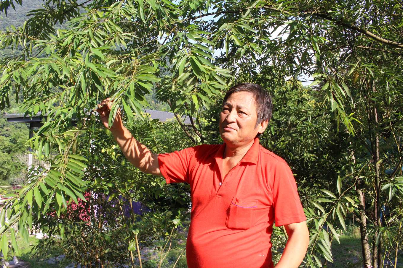馬告魅力與危機03 野生馬告 先砍先贏 越砍越少 專家 應轉向人工種苗栽培 上下游news Market