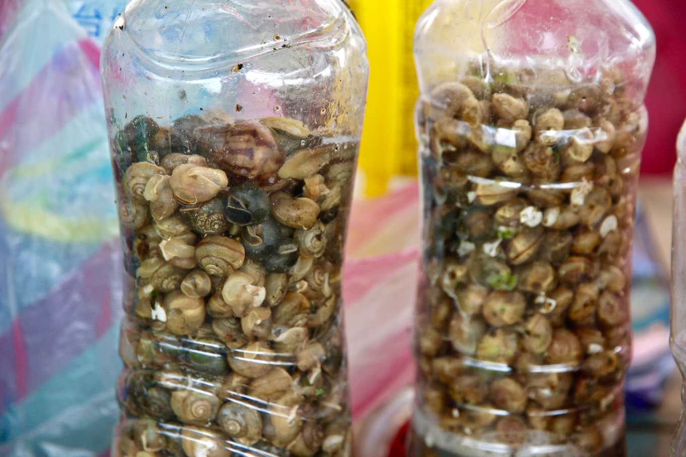 多謝草生土壤神隊友 蔡永順勇奪全台紅龍果冠軍 果香特殊 糖酸比例完美 上下游news Market