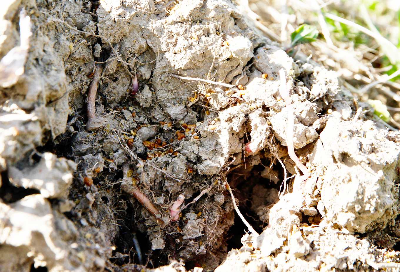 紅火蟻作戰艱困 急需中央救援 從新北到苗栗 外島金門都是重災區 上下游news Market