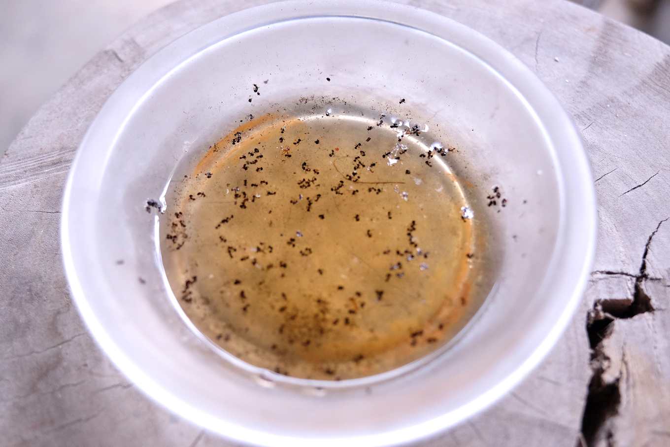 琉璃蟻大軍壓境 農田住宅全被出征 蟻害蔓延全台怎麼辦 上下游news Market