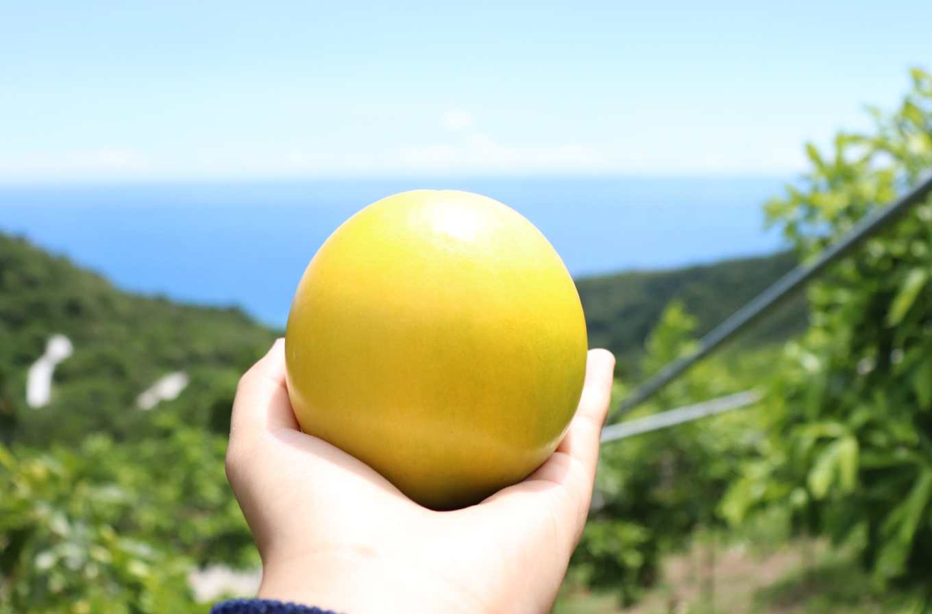 尋找下個台灣水果明星！熱帶水果紅毛丹、榴槤蜜、黃金果，深具發展潛力| 上下游新聞