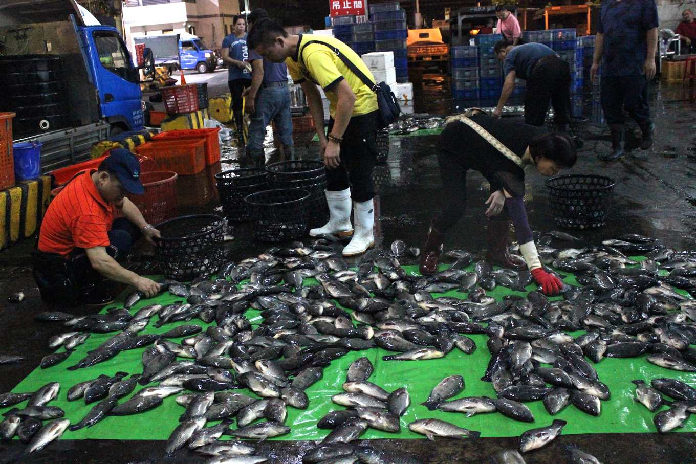 魚也有情感與痛苦 國際重視水生動物福利 從捕撈 運輸至屠宰均有明確規範 上下游news Market