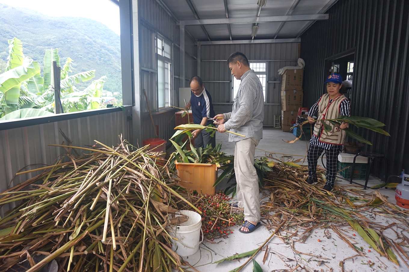 下一個抗癌新星 月桃 無毒卻能抑制癌細胞 抗抑鬱鎮痛 抗菌吸汗還能美白 上下游news Market