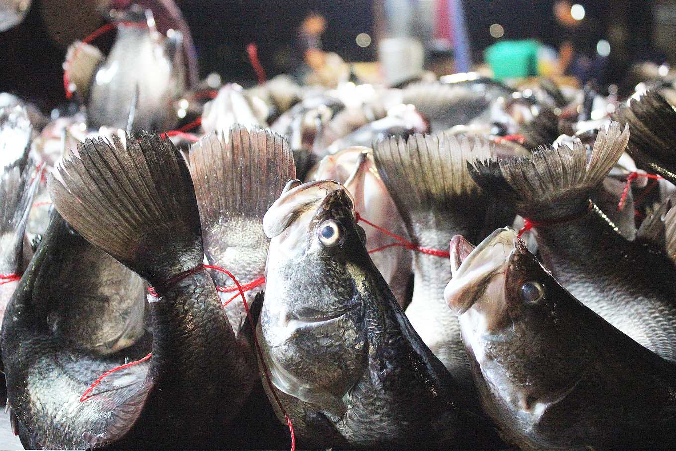 活體弓魚比較新鮮 是場殘忍誤會 鱸魚受迫痛苦鮮度下降 動社呼籲拒買 上下游news Market