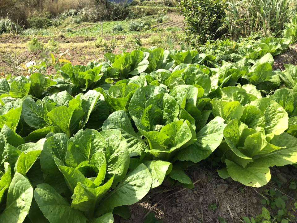 美國蘿蔓污染頻傳 台灣蘿蔓不用畜牧用水 抽驗大腸桿菌菌數確保食安 上下游news Market