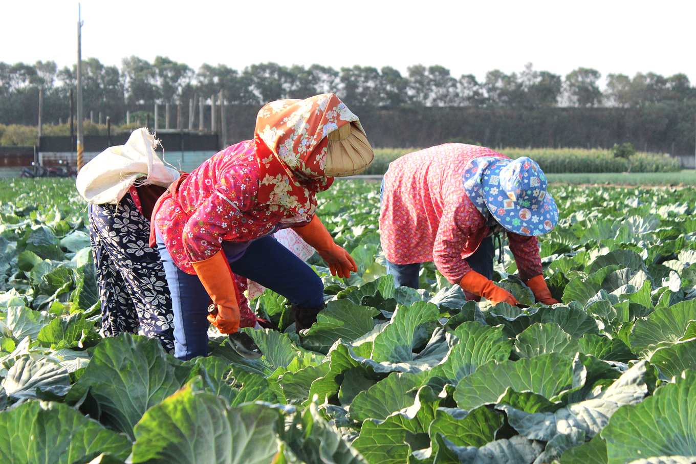 拜託不要再種高麗菜了 十一月甘藍出苗又 紫爆 專業農痛心 若崩盤拋售 整個產業都跌倒 上下游news Market
