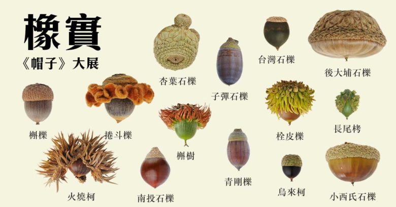 龍貓送給妹妹的橡實,台灣森林也好多!45種殼斗科家族,林奐慶深情全記錄 | 上下游新聞