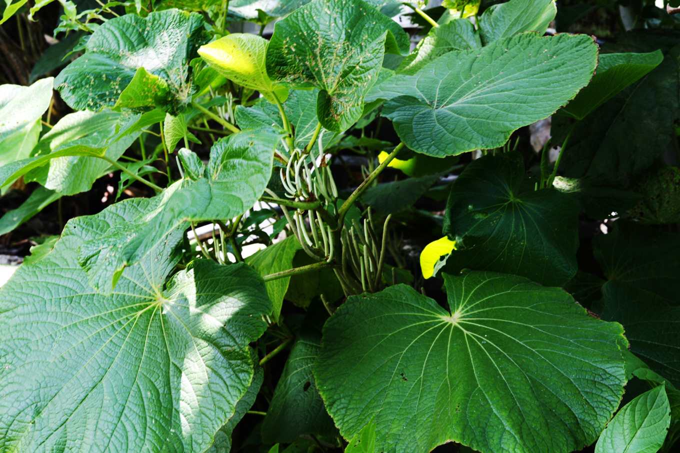 胡椒不怕蟲不用下肥 活的越久果實越多 台灣原生種紅莖椒草 陽台就能種 上下游news Market