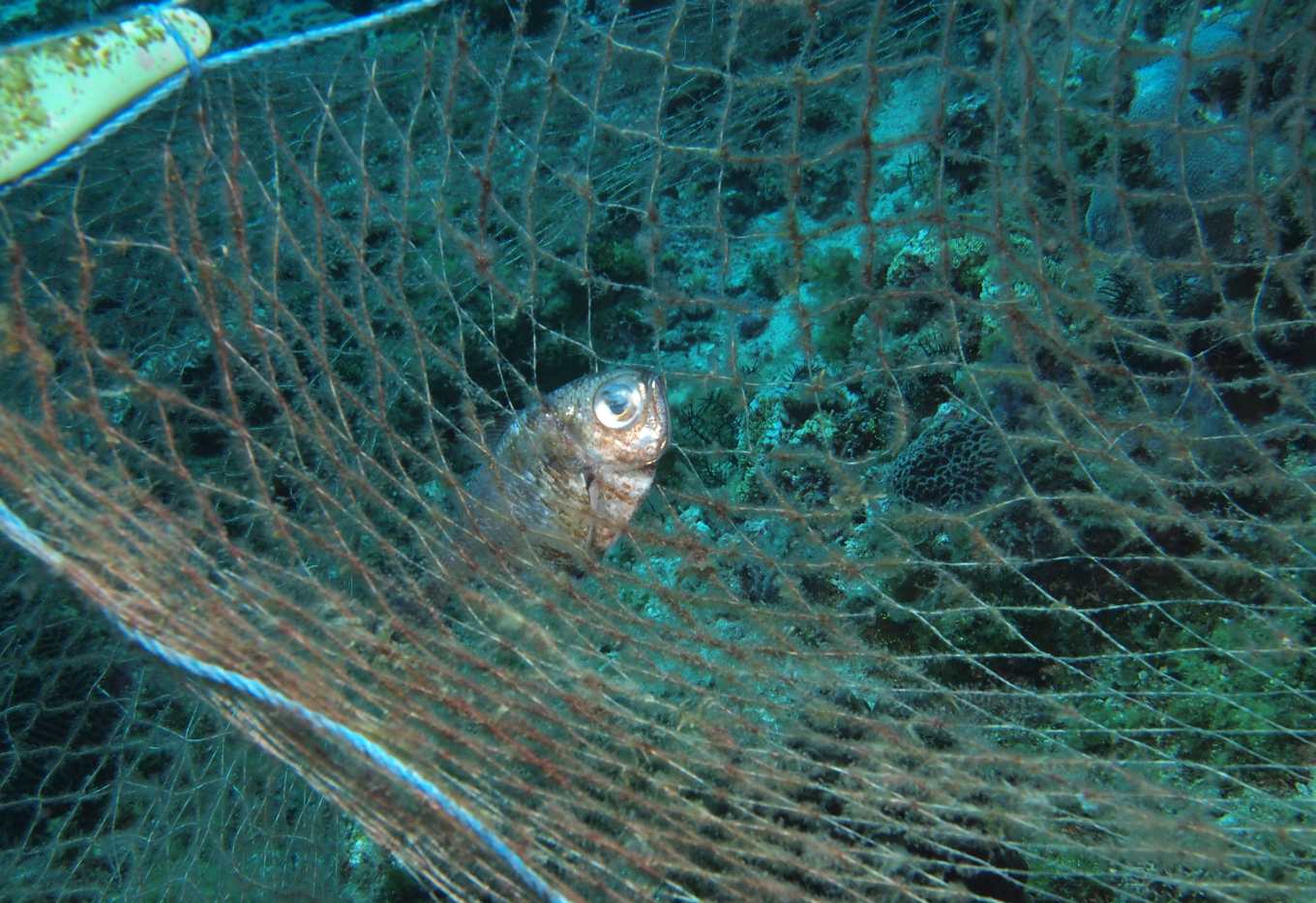 把魚留在海裡更值錢 阿貴船長收起魚槍 帶團潛水清幽靈漁網 讓珊瑚魚群深呼吸 上下游news Market 把魚留在海裡更值錢 阿貴船長收起魚槍 帶團潛水清幽靈漁網 讓珊瑚魚群深呼吸 上下游news Market
