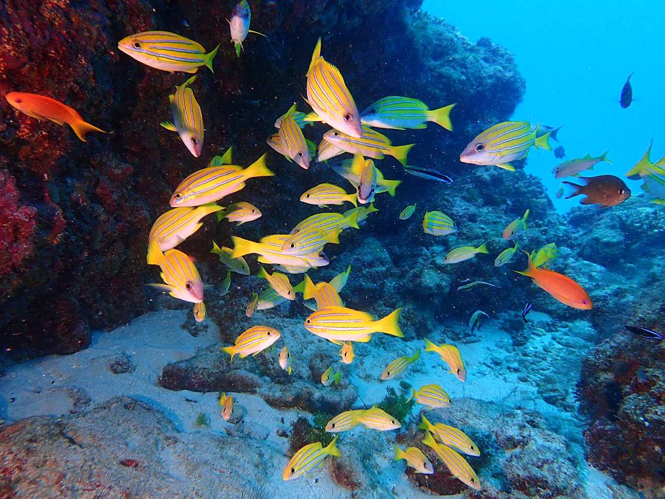 把魚留在海裡更值錢 阿貴船長收起魚槍 帶團潛水清幽靈漁網 讓珊瑚魚群深呼吸 上下游news Market 把魚留在海裡更值錢 阿貴船長收起魚槍 帶團潛水清幽靈漁網 讓珊瑚魚群深呼吸 上下游news Market