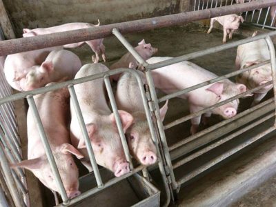 銀合歡當飼料豬仔解決危害生態外來種 上下游news Market
