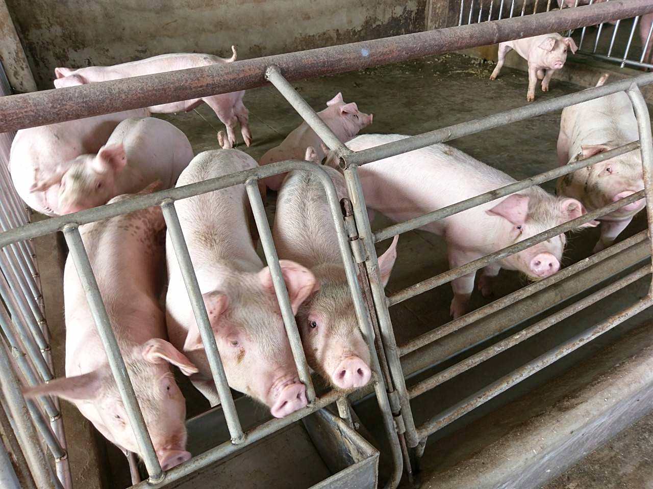 銀合歡當飼料豬仔解決危害生態外來種 上下游news Market 銀合歡當飼料豬仔解決危害生態外來種 上下游news Market