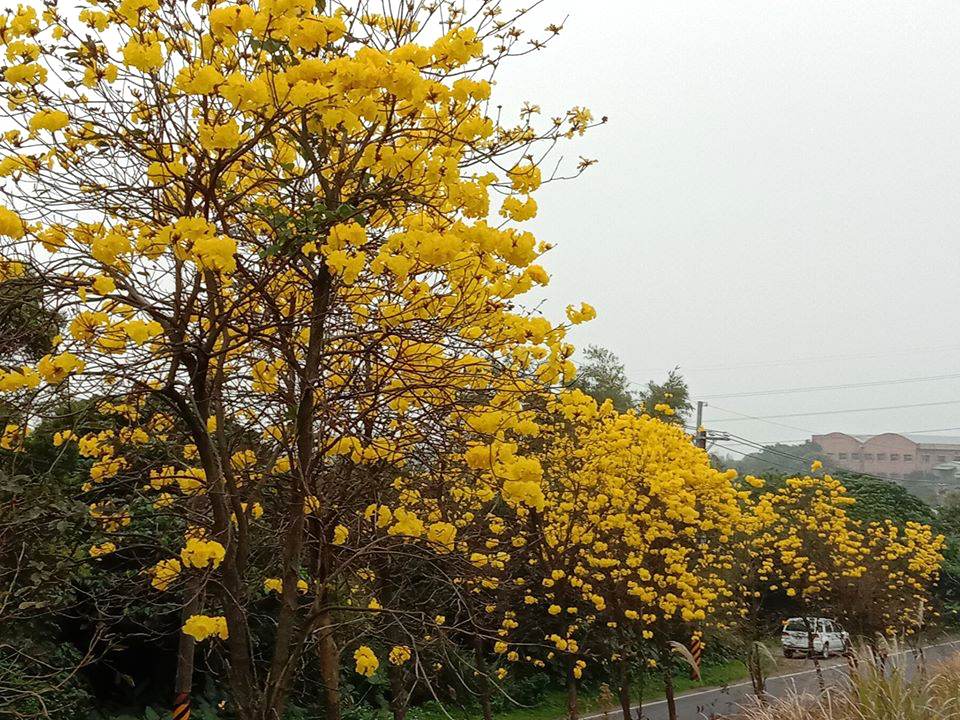 三月瘋黃花風鈴木 12處黃金隧道華麗綻放 專家 非強勢外來樹種 建議適量種植 上下游news Market