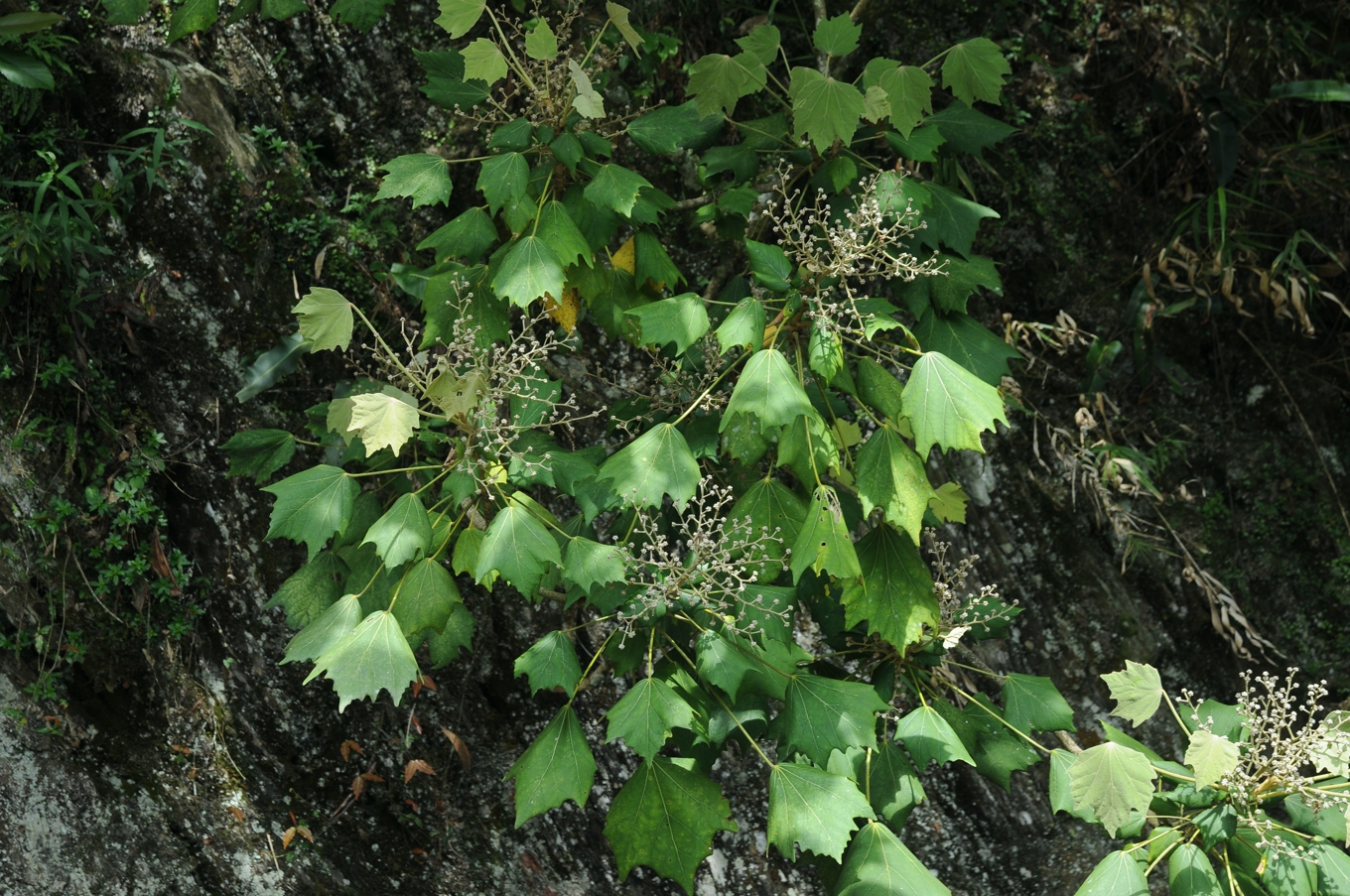 若知道台灣扁柏身世多可貴 可以放下鏈鋸嗎 通往世界的植物 為高山植物解密 上下游news Market