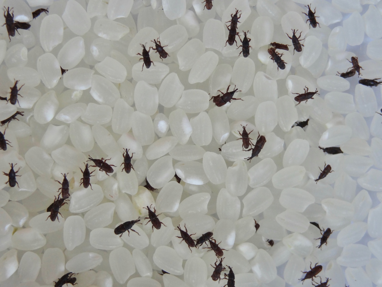 米蟲剋星就是他 米蟲博士 姚美吉31年堅持 用研究守護全台穀倉 上下游news Market