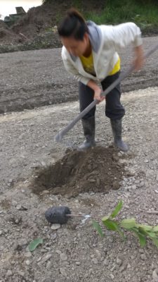 種芭樂苗：「植穴要挖深深，苗株要種浮浮」，鬆動土壤後，果樹的根系才有空間長。