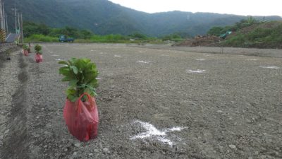 種芭樂苗：畫定位點與放苗