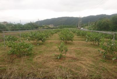 種植2年的芭樂園景。