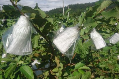 芭樂栽培過程：著果套袋。有二層， 內層是既可防撞又可形成空間的泡棉網；外層是具有排水設計的塑膠袋，可避免蟲害侵擾，透明特質不遮光，內外層的間隙足以產生霧氣，這幾個要件是芭樂水嫩的關鍵。