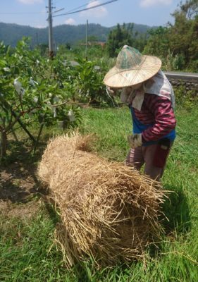 樹冠舖稻草卷